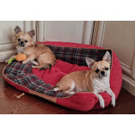 Щенок чихуахуа рыжий длинношерстный красавчик