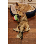 Щенок чихуахуа рыжий длинношерстный красавчик