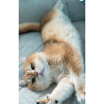 Британские котята