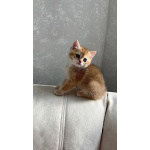 Британские котята