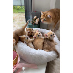Британские котята