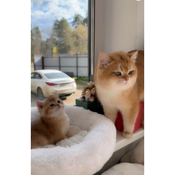 Британские котята
