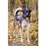 Добрый, адекватный пёс, друг кошек