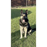 Щенок ВЕО девочка