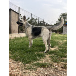 Щенок ВЕО девочка