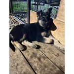 Щенок ВЕО девочка