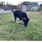 Щенок ВЕО девочка