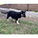 Щенок ВЕО девочка