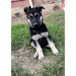 Щенок ВЕО девочка