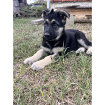 Щенок ВЕО девочка