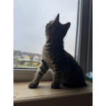 Игривый, любознательный и очень милый малыш Барсик ищет дом.