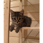 Игривый, любознательный и очень милый малыш Барсик ищет дом.