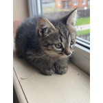 Игривый, любознательный и очень милый малыш Барсик ищет дом.