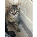 Игривый, любознательный и очень милый малыш Барсик ищет дом.