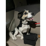 Коротколапик Рони - метис джек рассела ищет дом!