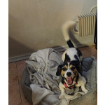 Коротколапик Рони - метис джек рассела ищет дом!