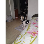 Коротколапик Рони - метис джек рассела ищет дом!