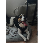 Коротколапик Рони - метис джек рассела ищет дом!