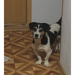 Коротколапик Рони - метис джек рассела ищет дом!