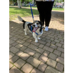 Коротколапик Рони - метис джек рассела ищет дом!