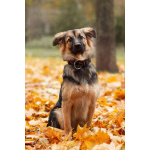 Соня в поисках семьи.