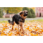 Соня в поисках семьи.