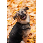 Соня в поисках семьи.