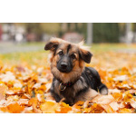 Соня в поисках семьи.