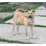 Умный, жизнерадостный, добрый подросток Рэм в поисках своей родной семьи