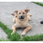 Умный, жизнерадостный, добрый подросток Рэм в поисках своей родной семьи