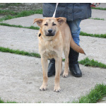 Умный, жизнерадостный, добрый подросток Рэм в поисках своей родной семьи