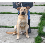 Умный, жизнерадостный, добрый подросток Рэм в поисках своей родной семьи