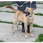 Умный, жизнерадостный, добрый подросток Рэм в поисках своей родной семьи