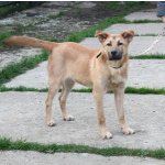 Умный, жизнерадостный, добрый подросток Рэм в поисках своей родной семьи