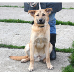 Умный, жизнерадостный, добрый подросток Рэм в поисках своей родной семьи