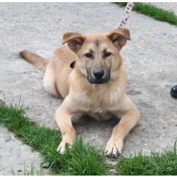 Умный, жизнерадостный, добрый подросток Рэм в поисках своей родной семьи
