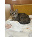 Любопытная и нежная Тоси ищет дом (2 мес)