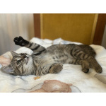 Любопытная и нежная Тоси ищет дом (2 мес)