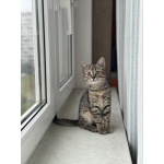 Любопытная и нежная Тоси ищет дом (2 мес)