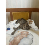 Любопытная и нежная Тоси ищет дом (2 мес)