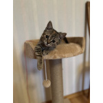 Любопытная и нежная Тоси ищет дом (2 мес)