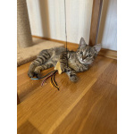 Любопытная и нежная Тоси ищет дом (2 мес)