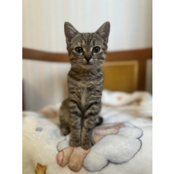 Любопытная и нежная Тоси ищет дом (2 мес)