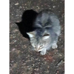 Маленькое сердце, брошенное на дачах, ищет дом