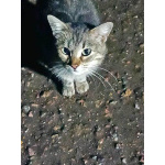 Маленькое сердце, брошенное на дачах, ищет дом