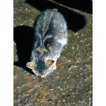 Маленькое сердце, брошенное на дачах, ищет дом