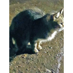 Маленькое сердце, брошенное на дачах, ищет дом