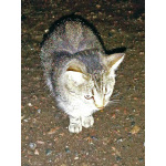 Маленькое сердце, брошенное на дачах, ищет дом