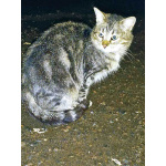 Маленькое сердце, брошенное на дачах, ищет дом