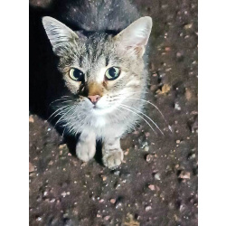 Маленькое сердце, брошенное на дачах, ищет дом